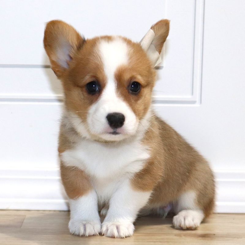 Corgi Owner: James in Vendor, AR - Gray Girl born 10/28/25