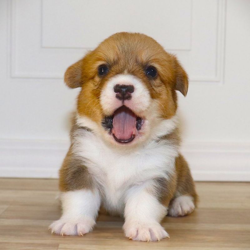 Corgi Owner: Louvring in Little Rock AR -Green Boy born 10/28/25