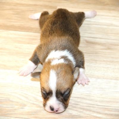 Orange Girl born 10/28/25