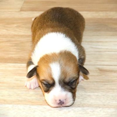 Red Boy born 10/28/25