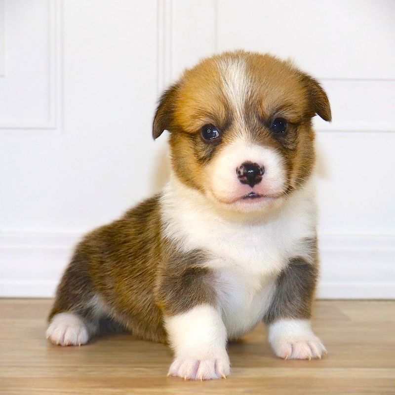 Corgi Owner: Peters in Germantown TN - Red Boy 10/28/25