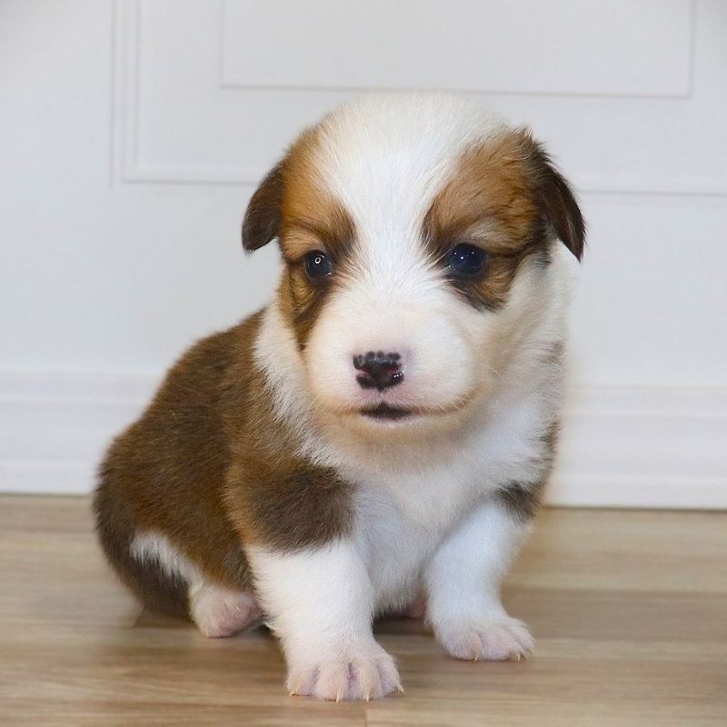 Yellow Boy born 10/28/25 - $100 Deposit