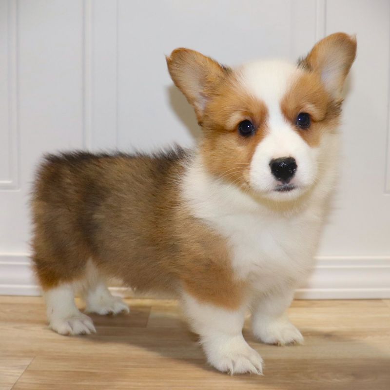 AVAILABLE: FLUFFY Yellow Boy born 10/28/25 - $100 Deposit