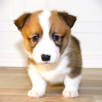 Corgi Owner: Gardner in Fayetteville, AR - Blue Boy born 10/8/25