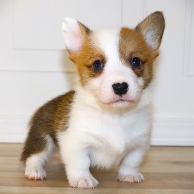 Corgi Owner: Hoyle in Sherwood, AR - Orange Boy born 10/8/25