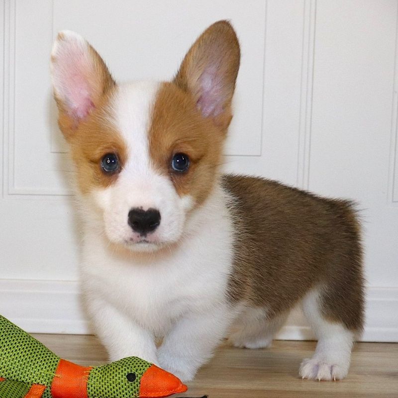 Corgi Owner: Hoyle in Sherwood, AR - Orange Boy born 10/8/25