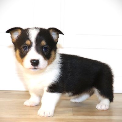 Corgi Owner: Auker in Southaven, MS - Purple Girl born 10/8/25