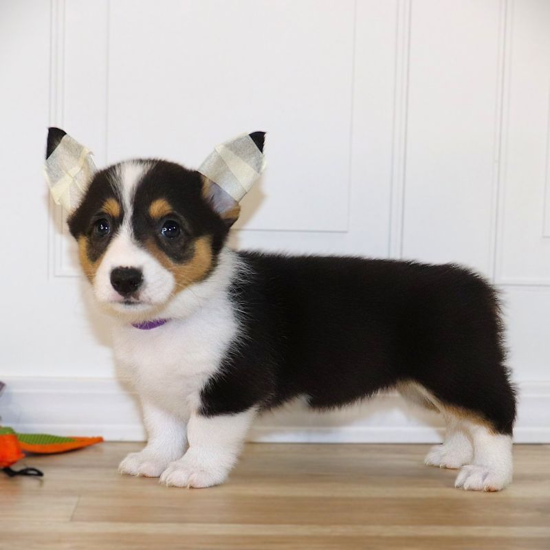 Corgi Owner: Auker in Southaven, MS - Purple Girl born 10/8/25