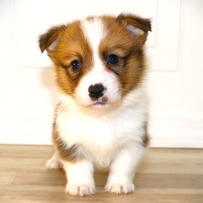 Corgi Owner: Lacandula in Durham, NC - Red Boy born 10/8/25