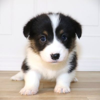 Corgi Owner: Jeschke in Memphis, TN - Yellow Girl born 10/8/25