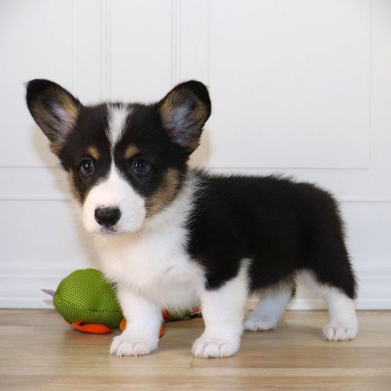 Corgi Owner: Jeschke in Memphis, TN - Yellow Girl born 10/8/25