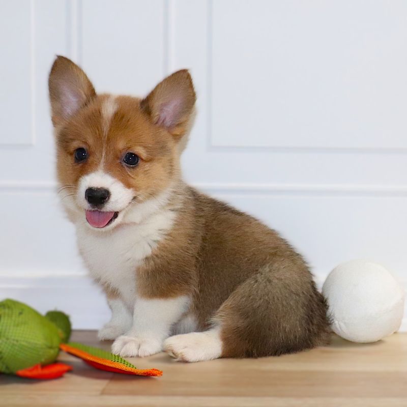 Corgi Owner: Yucious in Ann Arbor, MI - Orange ID Girl 6/20/26