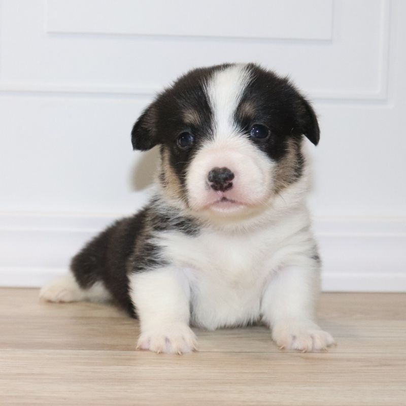 CORGI OWNER: Carnes in Collierville, TN - Pink ID Girl 11/3/24