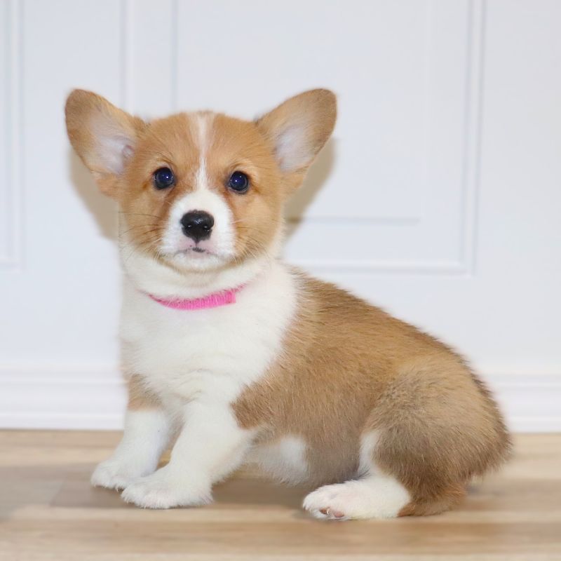 Corgi Owner: Payne in Heber Springs, AR - Pink ID Girl 6/20/26