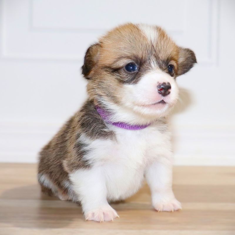 WAITLIST PICKING JULY 27th: Purple ID Girl