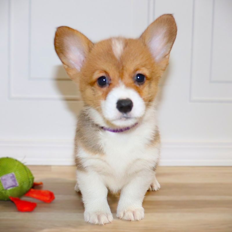 Corgi Owner: Varner in Memphis, TN - Purple ID Girl 6/20/26
