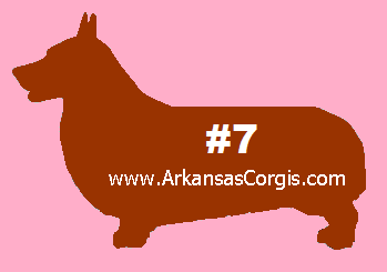 7th Pick of Red or Sable Girls - Deposit 7th Pick of Red or Sable Girls - Deposit