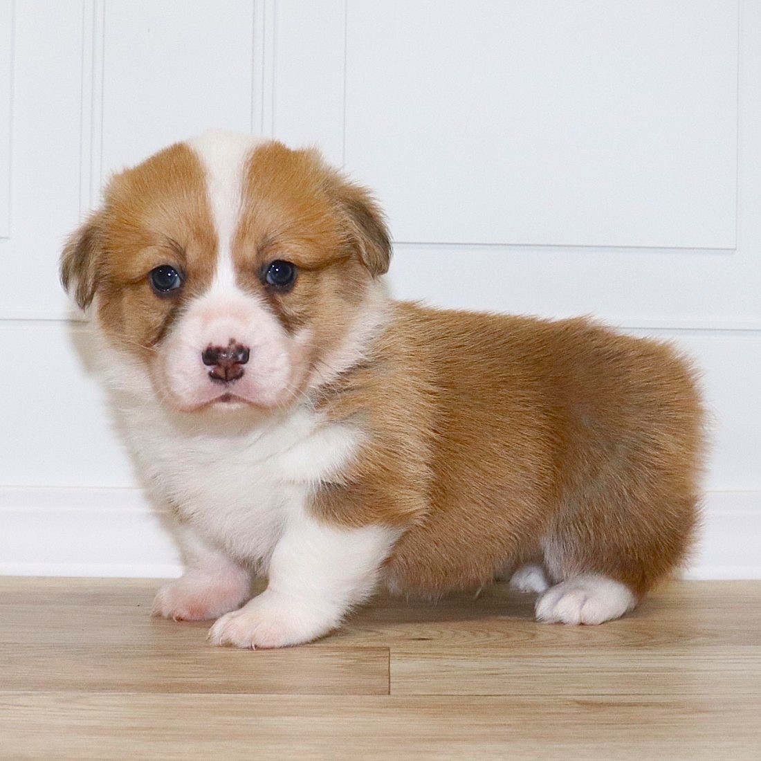 CORGI OWNER: Carnes in Collierville, TN - Red Boy 10/11/24