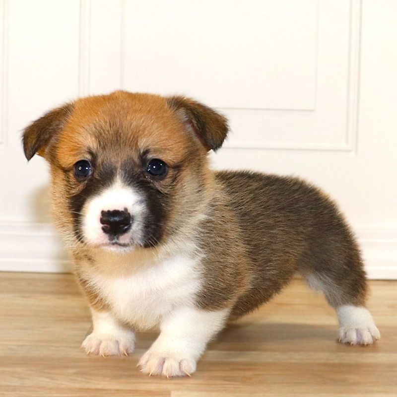 Corgi Owner: Veerasammy in Little Rock, AR - Blue Boy 10/20/25