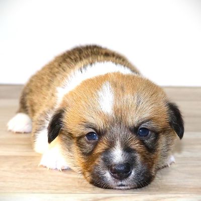 Corgi Owner: Randall in Ash Flat, AR - Brown Boy born 10/20/25