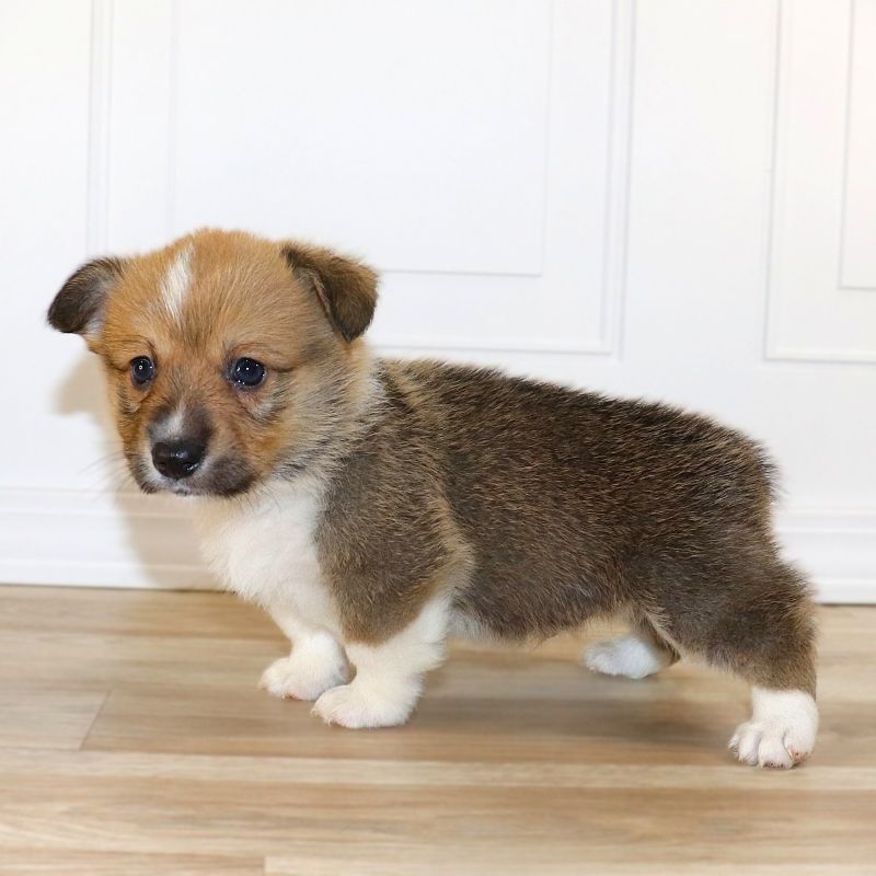 Corgi Owner: Randall in Ash Flat, AR - Brown Boy born 10/20/25
