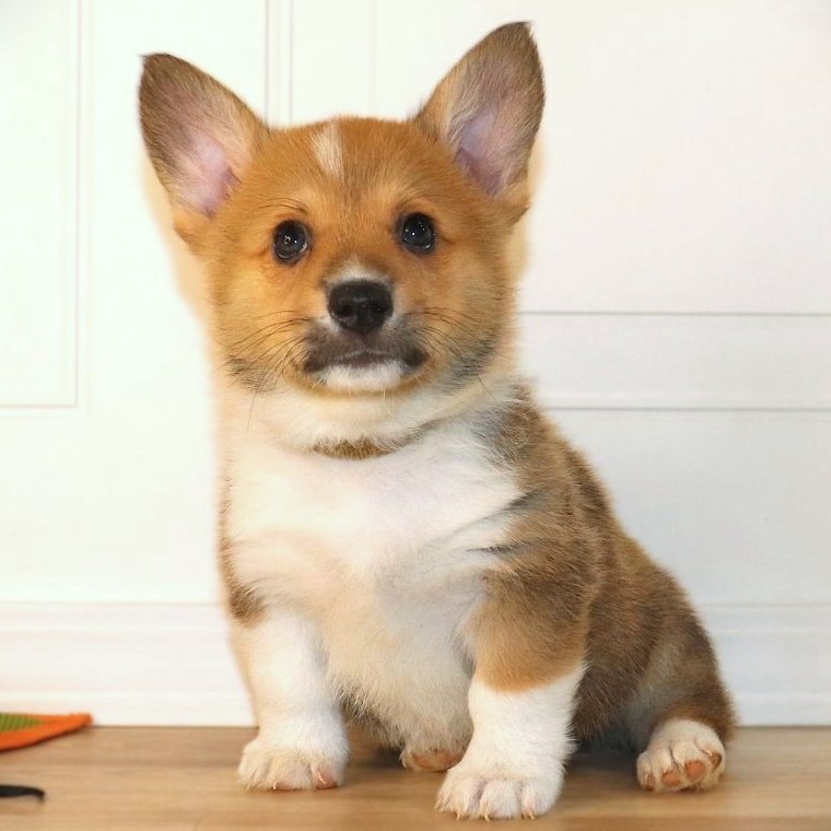 Corgi Owner: Randall in Ash Flat, AR - Brown Boy born 10/20/25