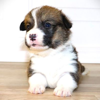 Green Boy born 10/20/25