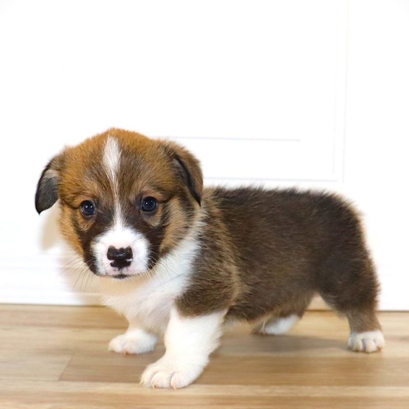 Corgi Owner: Broadway in Bryant, AR - Green Boy born 10/20/25