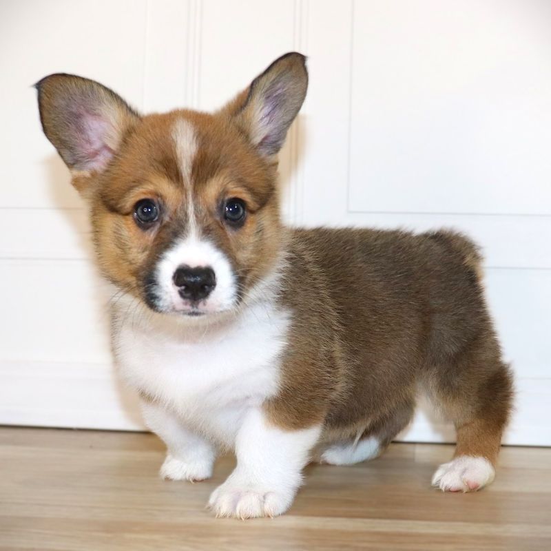 Corgi Owner: Broadway in Bryant, AR - Green Boy born 10/20/25