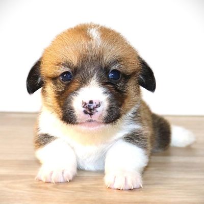 Orange Girl born 10/20/25