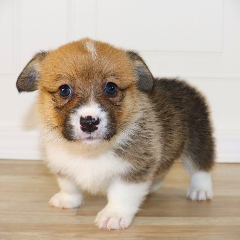Corgi Owner: Crosby in Stuttgart, AR - Orange Girl born 10/20/25