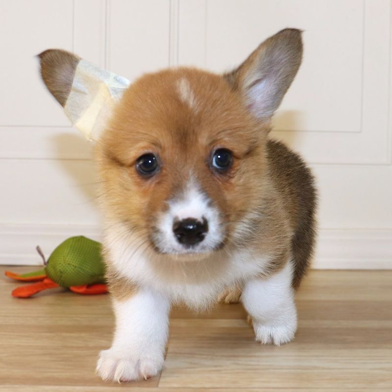 Corgi Owner: Crosby in Stuttgart, AR - Orange Girl born 10/20/25
