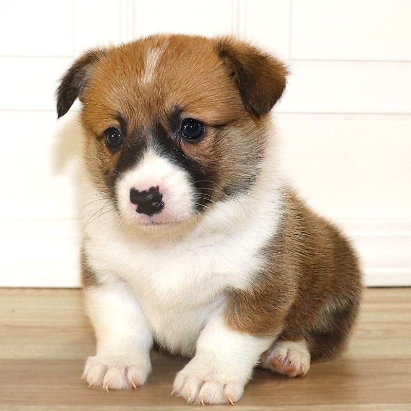 Corgi Owner: Sylvester in Bella Vista, AR - Purple Girl 10/20/25