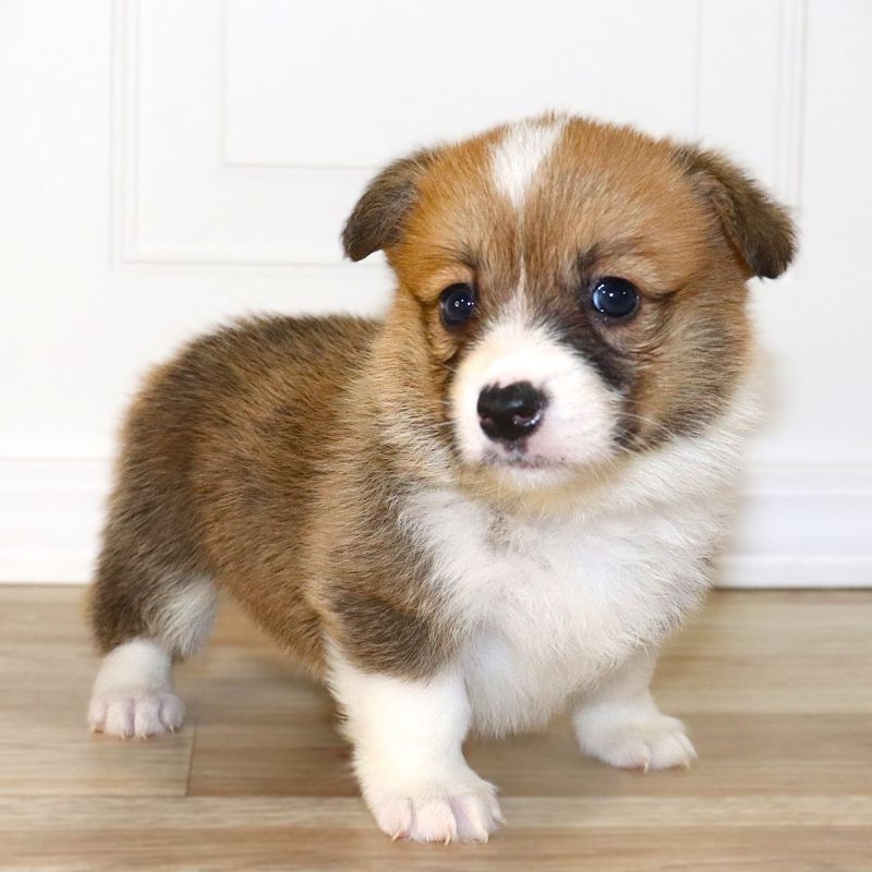 Corgi Owner: Yambrek in Memphis, Tennessee -Yellow Girl 10/20/25