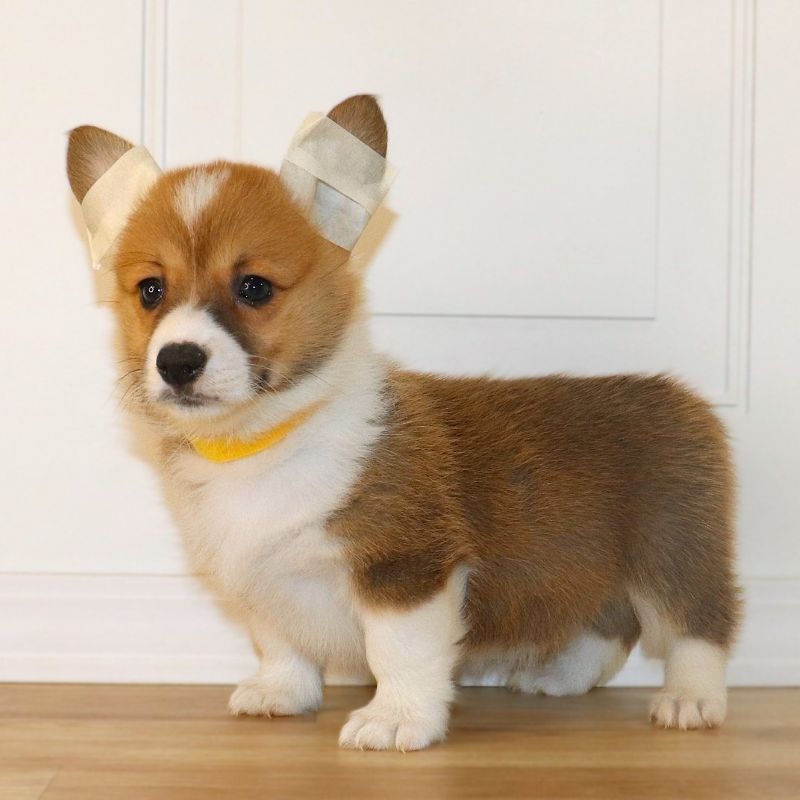 Corgi Owner: Yambrek in Memphis, Tennessee -Yellow Girl 10/20/25