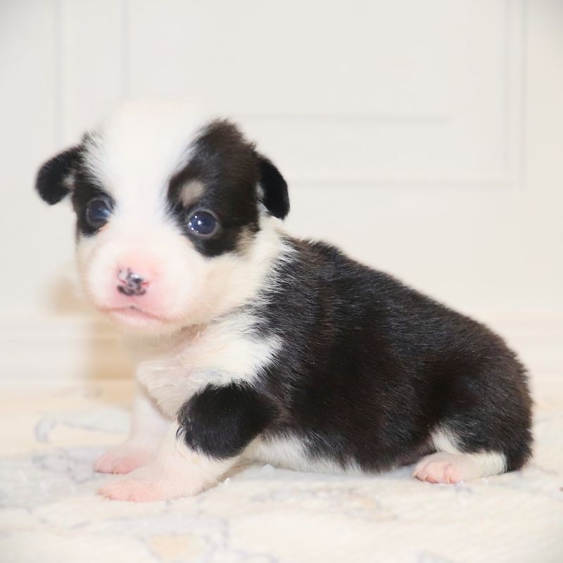Pending Waitlist: Black ID Boy - Ready 9/26/26 - $100 Deposit
