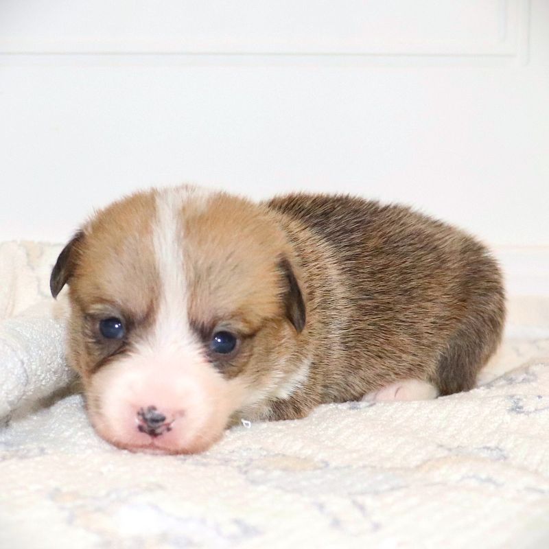 Pending Waitlist: Purple ID Girl - Ready 9/26/26 - $100 Deposit