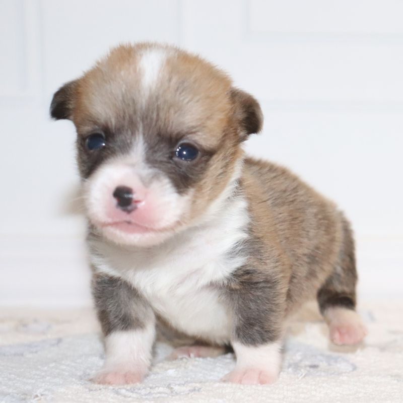 Blue ID Boy - Ready 9/26/26 - $100 Deposit