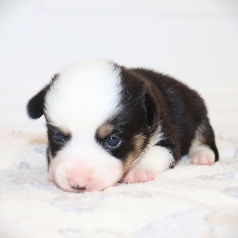 Pending Waitlist: Green ID Boy - Ready 9/26/26 - $100 Deposit