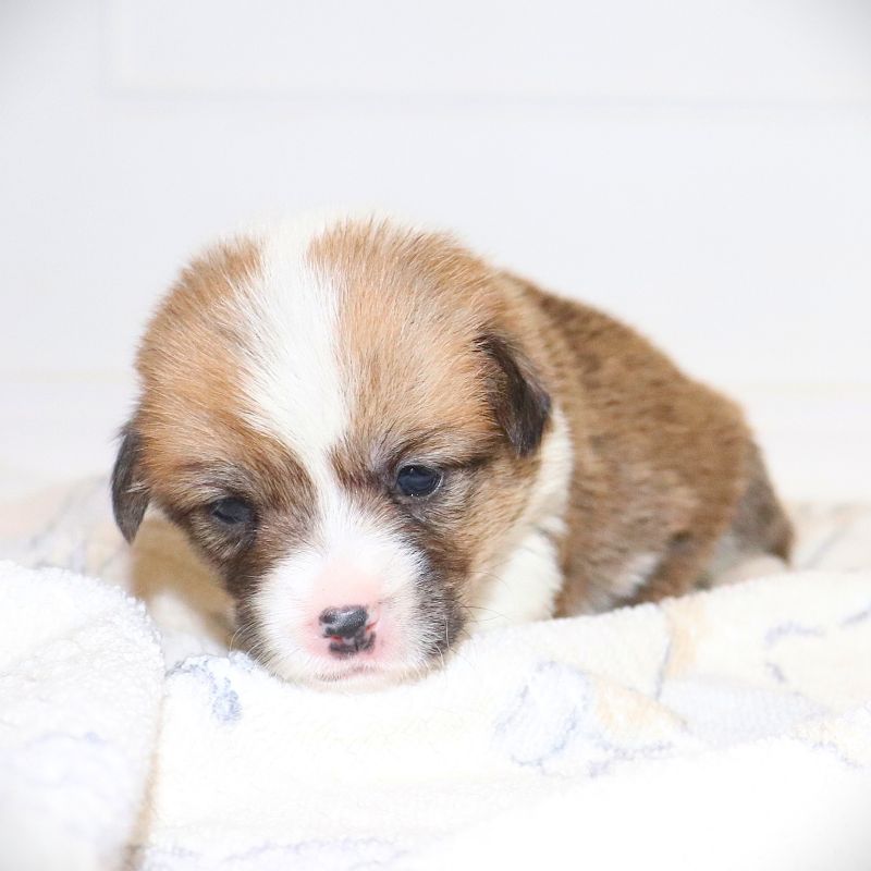 Pending Waitlist: Grey ID Girl - Ready 9/26/26 - $100 Deposit
