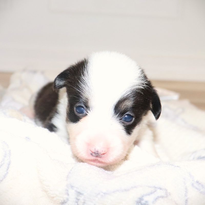 Orange ID Girl - Ready 9/26/26 - $100 Deposit