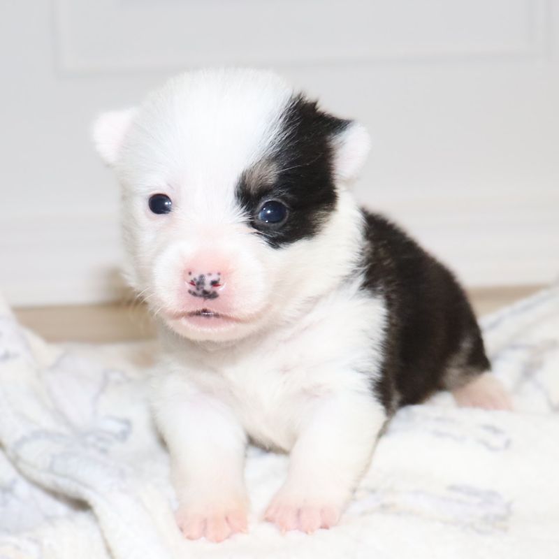 Pink ID Girl - Ready 9/26/26 - $100 Deposit