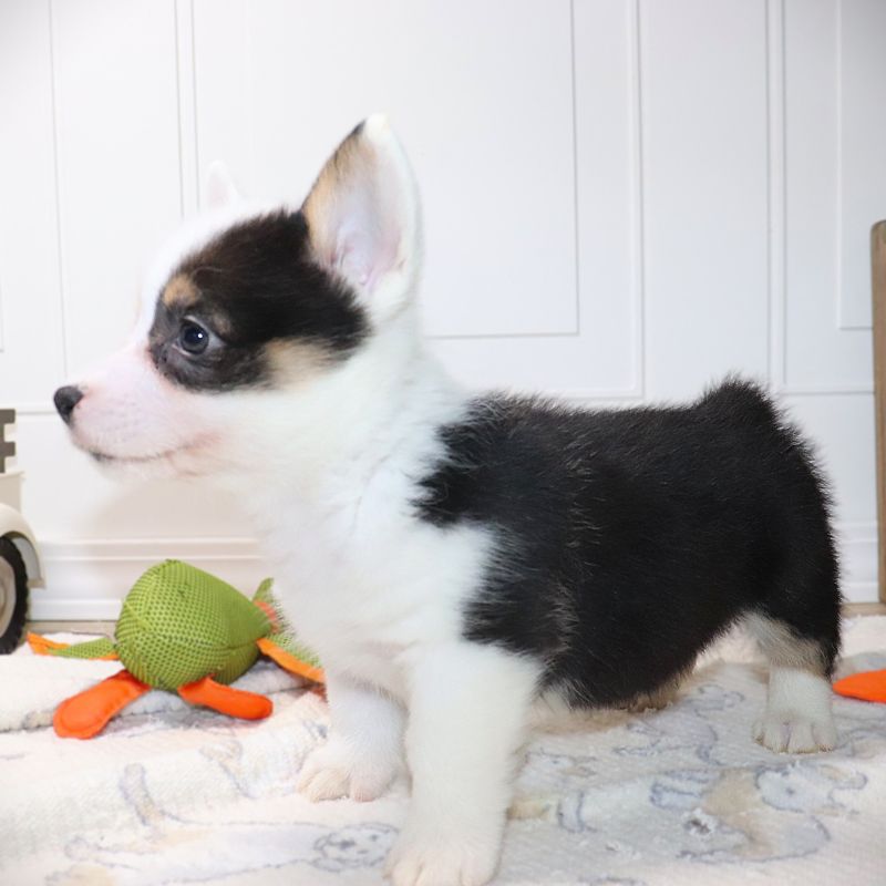Corgi Owner: Forbuss in Ballwin, Missouri - Pink ID Girl