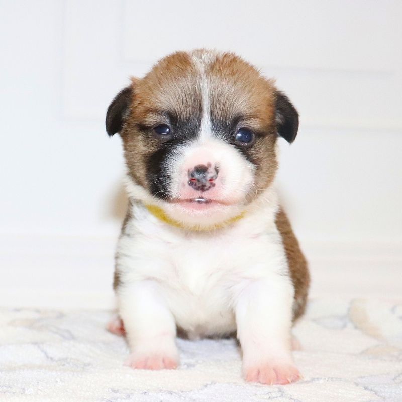 Pending Waitlist: Yellow Girl - Ready 9/26/26 - $100 Deposit