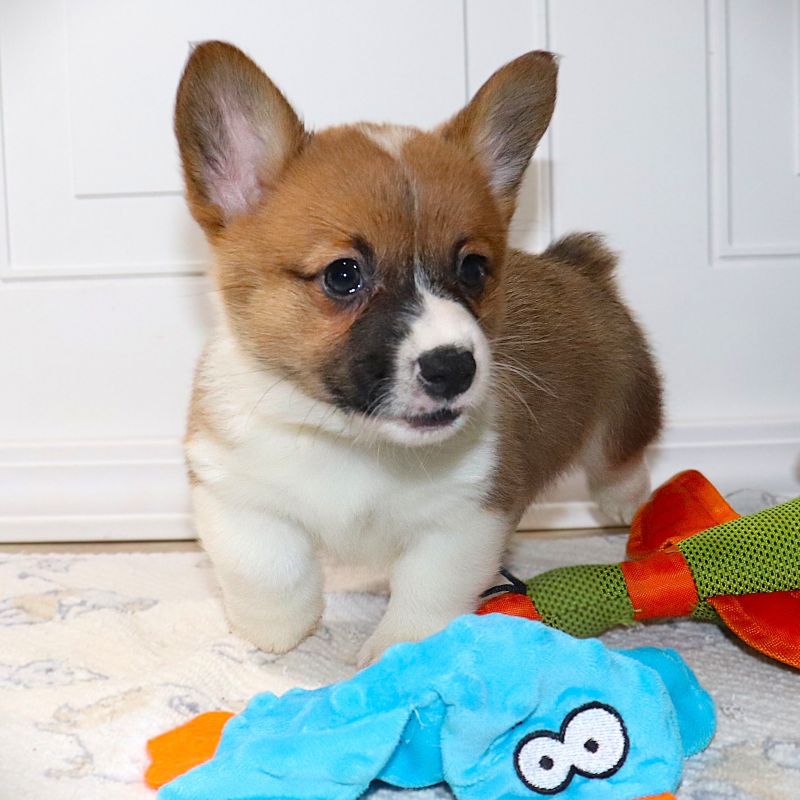 Corgi Owner: Milam in Springfield, MO - Yellow Girl