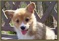 Corgi Puppies